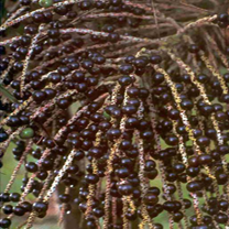Acai Berries