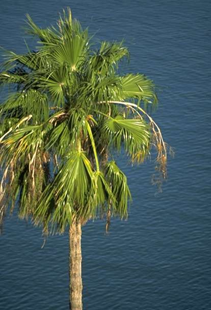 Acai Berry Palm Tree
